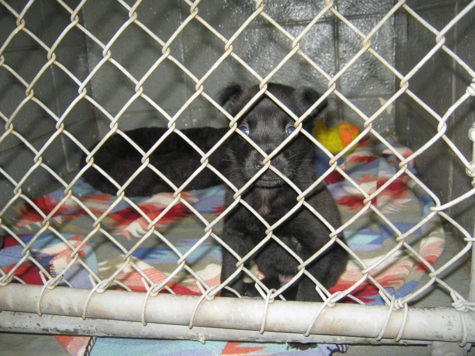 Help Orphan Puppies - Special Needs Dogs in the US
