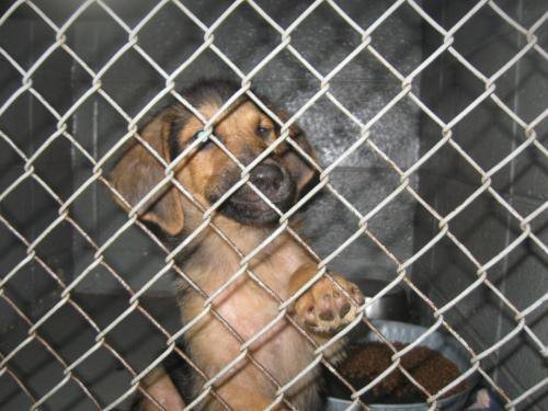 Help Orphan Puppies - Special Needs Dogs in the US