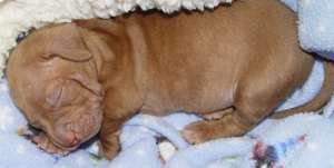 Help Orphan Puppies - Special Needs Dogs in the US