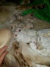 Pippie and babies