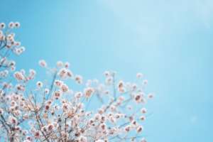 Springtime in Lhasa, Tibet