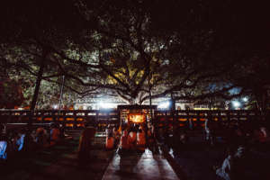 Bodhi tree, Both Gaya, india, where the Buddha bec