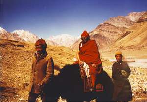 Traveling by yak in Spiti, India