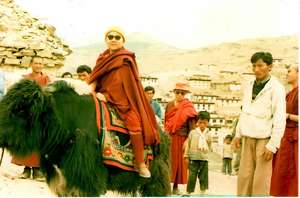 Traveling by yak in Spiti, India