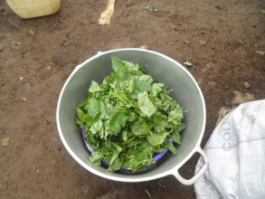 vegetable ready for cooking
