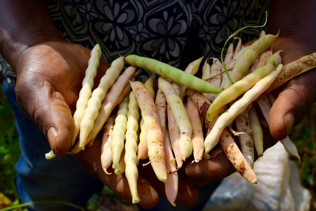 Healthy Diets for Healthy Communities in Cameroon