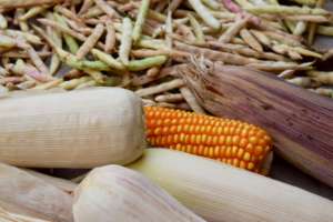 There are an abundance of local food products.