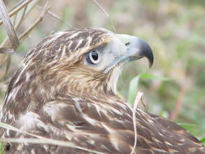 Red-tailed Hawk photo