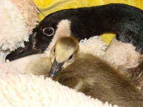 Mother Goose with adopted gosling