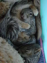 Baby grey squirrels