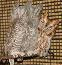 Benjamin, Eastern Screech Owl, with orphaned young