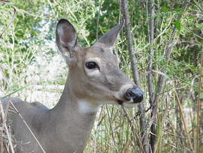 Millie, raised from a fawn