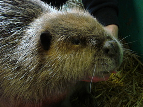 Male Beaver while in care