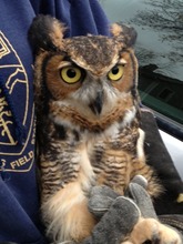 Great-horned owl raised by Alberta