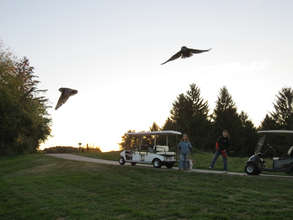 Release of great-horned owls raised by Alberta