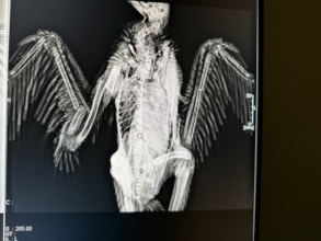 X-ray of fractured bones in both wings