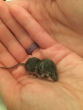 White-footed mouse when it was admitted to care