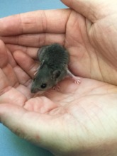 White-footed Mouse raised from injured orphan