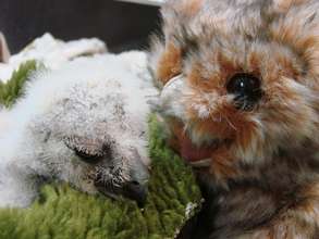 Nestling Great-horned owl