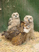 "Alberta" foster great-horned owl with orphans