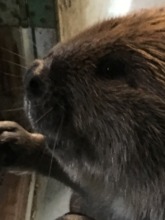 Yearling male beaver