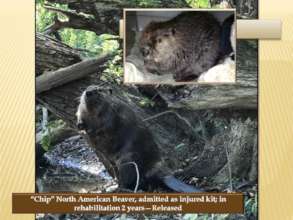 North American Beaver