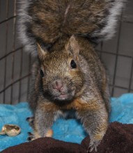 Grey squirrel (admitted with head injury)
