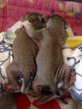 Orphaned brothers--Grey Squirrels