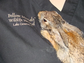 Injured Cottontail Rabbit at admit