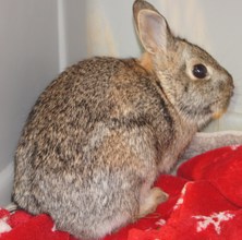 Cottontail rabbit (head injury; hit by a car)