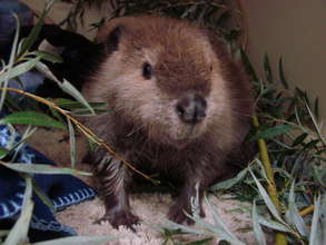 Female Beaver at one month old