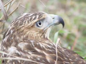 Immature red-tailed hawk