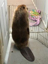 Female beaver watching for male 'play date'