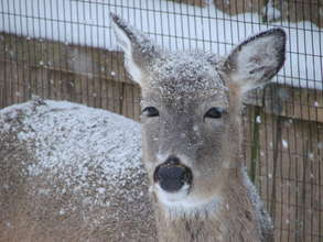 Judith in the snow