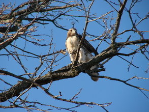 Release of Red-tailed Hawk