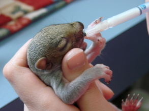 Hand-feeding infant squirrel