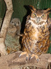 Great-horned owl (Me and one of my babies)