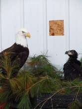 Eaglet with foster at Raptor Education Group
