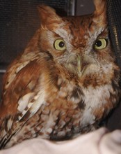 Screech owl (starving because of fractured wing)
