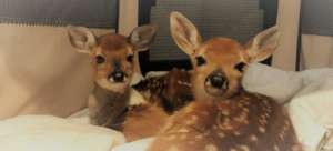admitted injured, these fawn will be released soon
