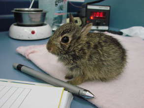 Hunny bunny, orphaned cottontail rabbit