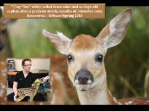White-tailed Deer fawn