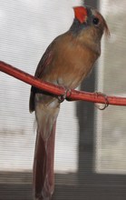 Female cardinal (unreleaseable, foster bird)