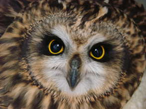 Short-eared owl (Amelia has modeled in the past)