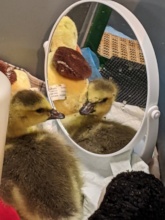 Injured Canada goose gosling