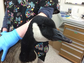 Canada goose (admitted with lead poisoning)