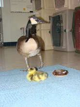 "Hannah," foster Canada goose with orphan