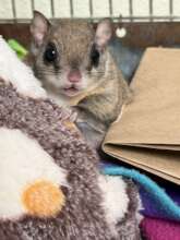 "pixiediddle" or flying squirrel