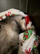 Opossum - safe at last