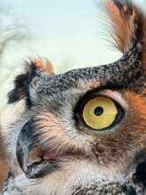 Release day for great horned owl, Edwin Nass photo